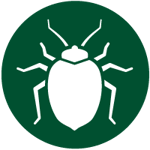 Bed-Bug-Treatment-1