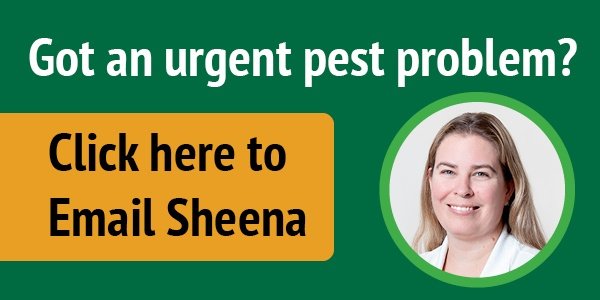 Got an urgent pest problem? Email Sheena.