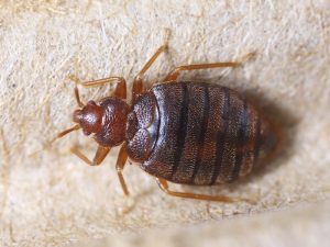 Bed Bugs Pest Control Springfield MA