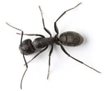 The Ultimate Guide to Carpenter Ants