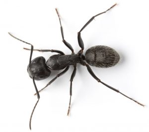 Carpenter Ant on white background