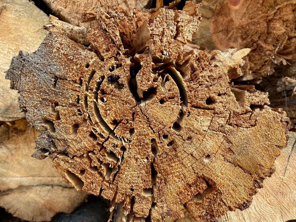 Carpenter-Ants-in-Wood