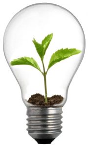 Sprouting plant in light bulb representing green pest control
