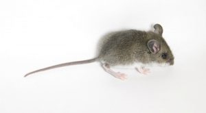 Mice Pest