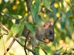 Surprising mice facts for homeowners