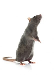 rat upright against white background