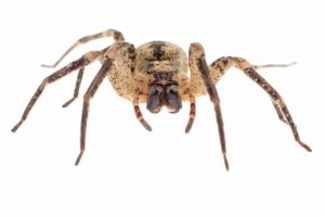 control and prevent spiders