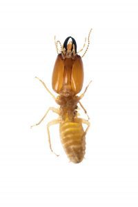 termite isolated pest