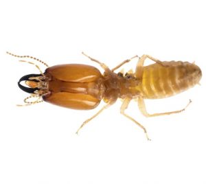 termite on its side