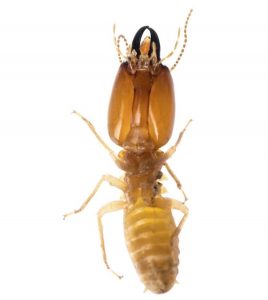 things that attract termites on white background 
