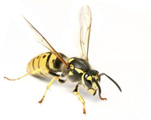 Prevent wasp nests like this yellowjacket on white background