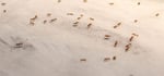 You Have Ants Hiding in Your Home... But Where?