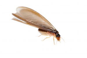 Termite Swarmer on white background