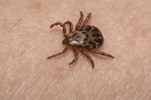 how common is lyme disease from wood tick on human body