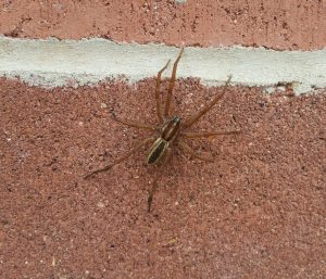 insects and heat waves: wolf spider on brick