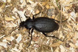 Black ground beetle outdoors