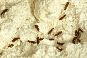 Sawtooth Grain Beetles are one of may pantry pests you may have in your pantry.