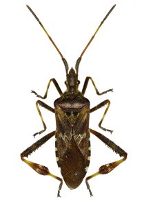 Western Conifer Seed Bug on white Background - Leptoglossus occidentalis (Heidemann, 1910)