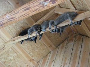 raccoons in the attic, using trail cameras for pest control