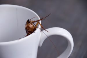 Cockroaches in your home, cockroach inside white mug