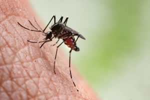 Mosquito on human skin