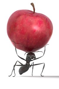 Ants in Kitchen