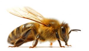 Bee on white background