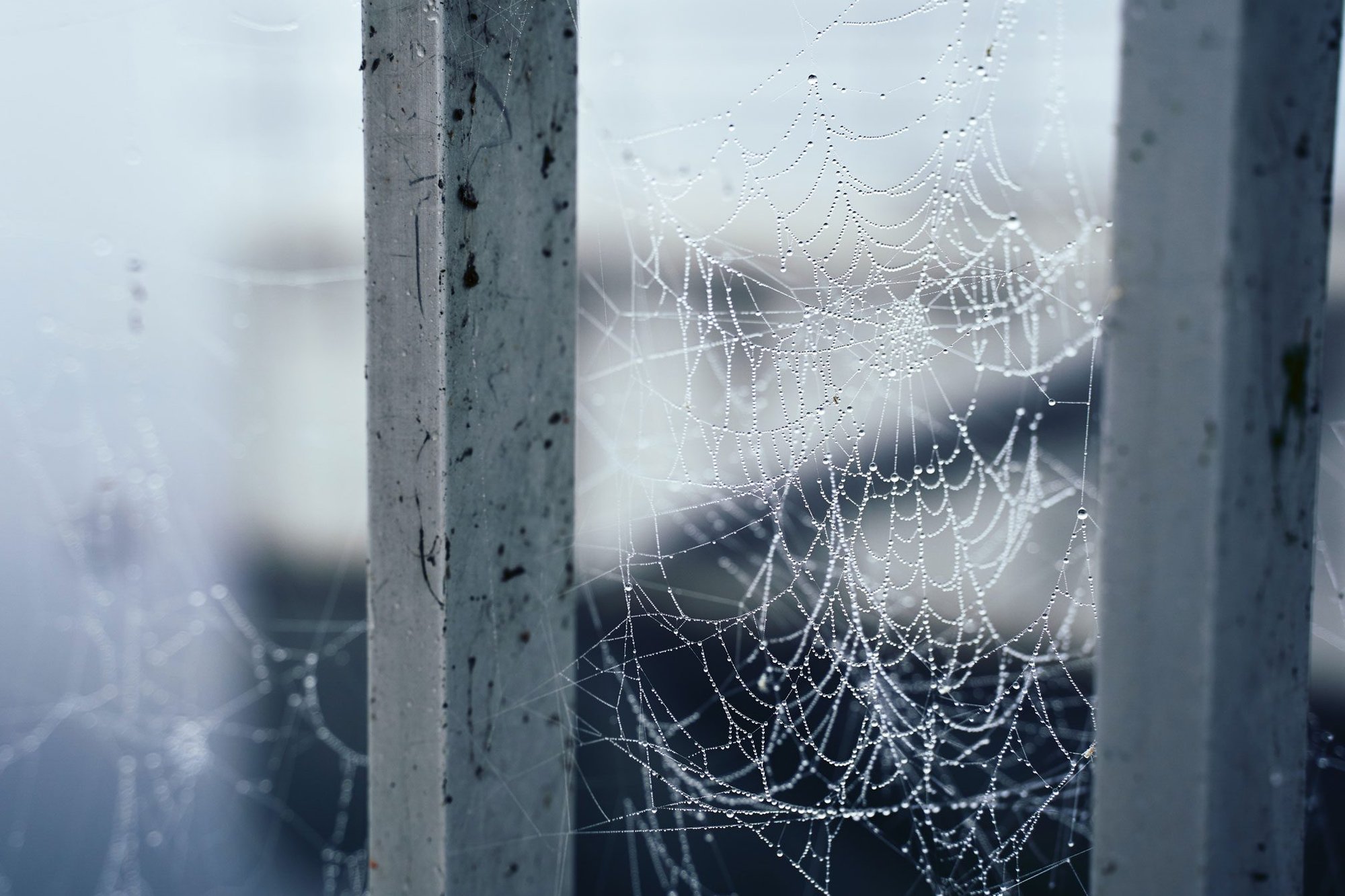 spiderweb-1