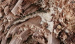 Protect Your Home: the Signs of Termite Infestation