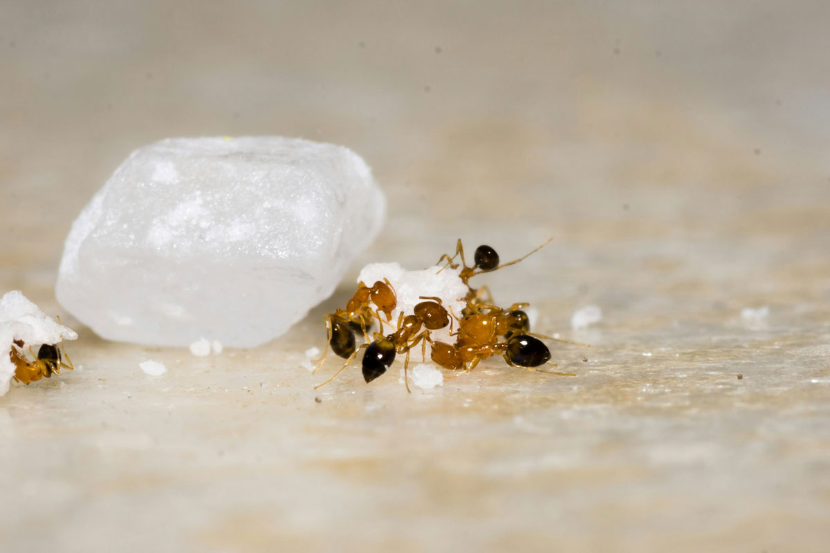 Identifying and Solving Common Ant Issues