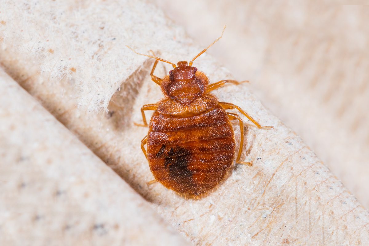 How to Get Rid of Bedbugs