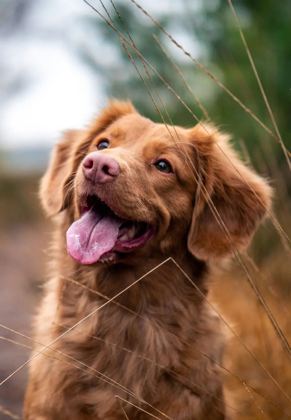 Border-Collie-Golden