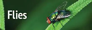 Flies