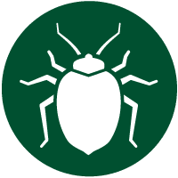 Bed-Bug-Treatment-1