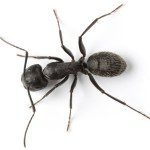 Carpenter Ants