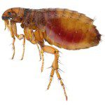 Fleas