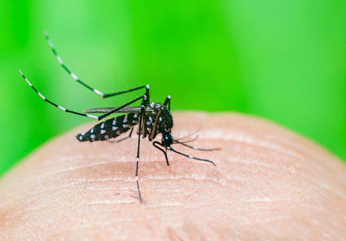 Tick & Mosquito Control
