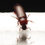 Powder Post Beetles