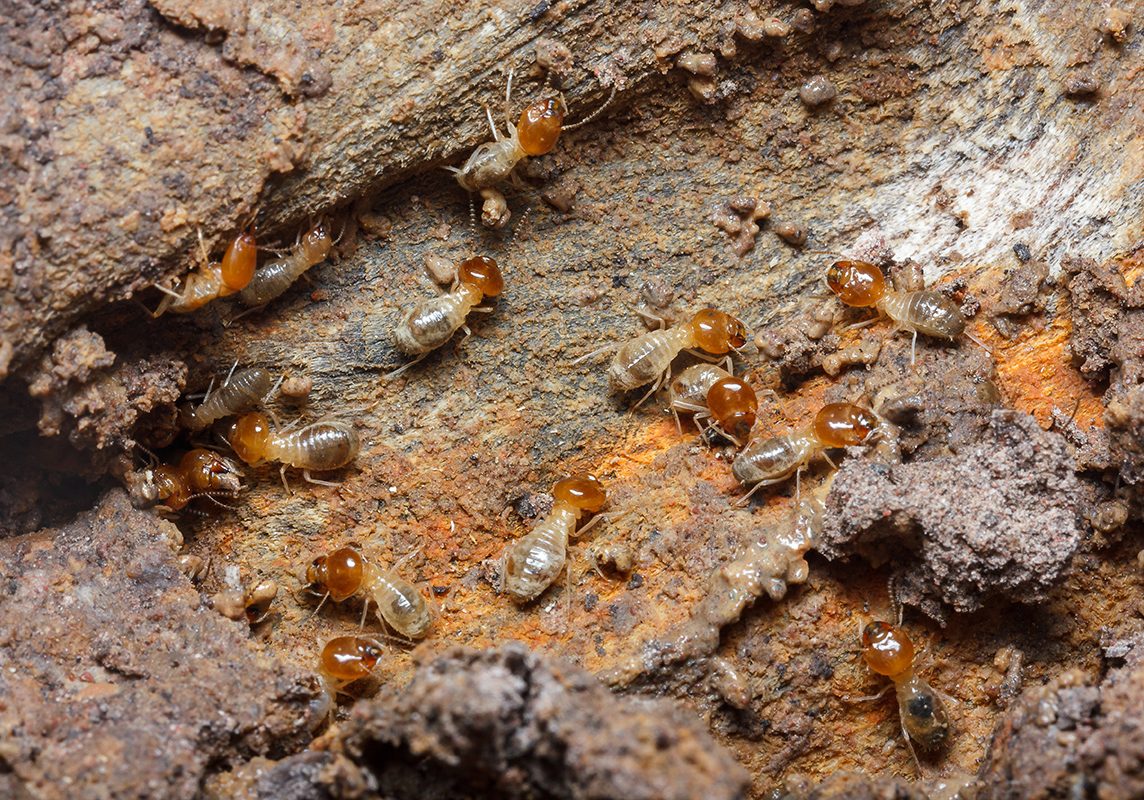 Termite Control