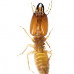 Termites