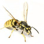 Yellow Jackets