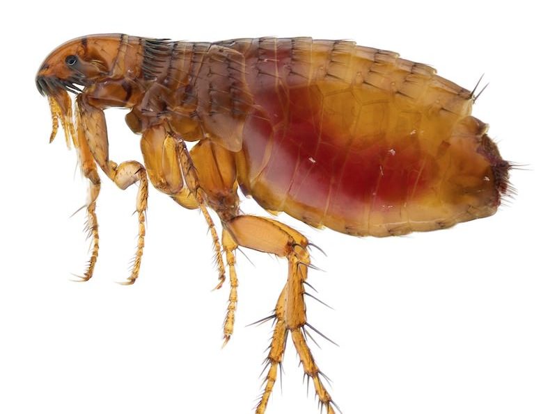 close up of a flea