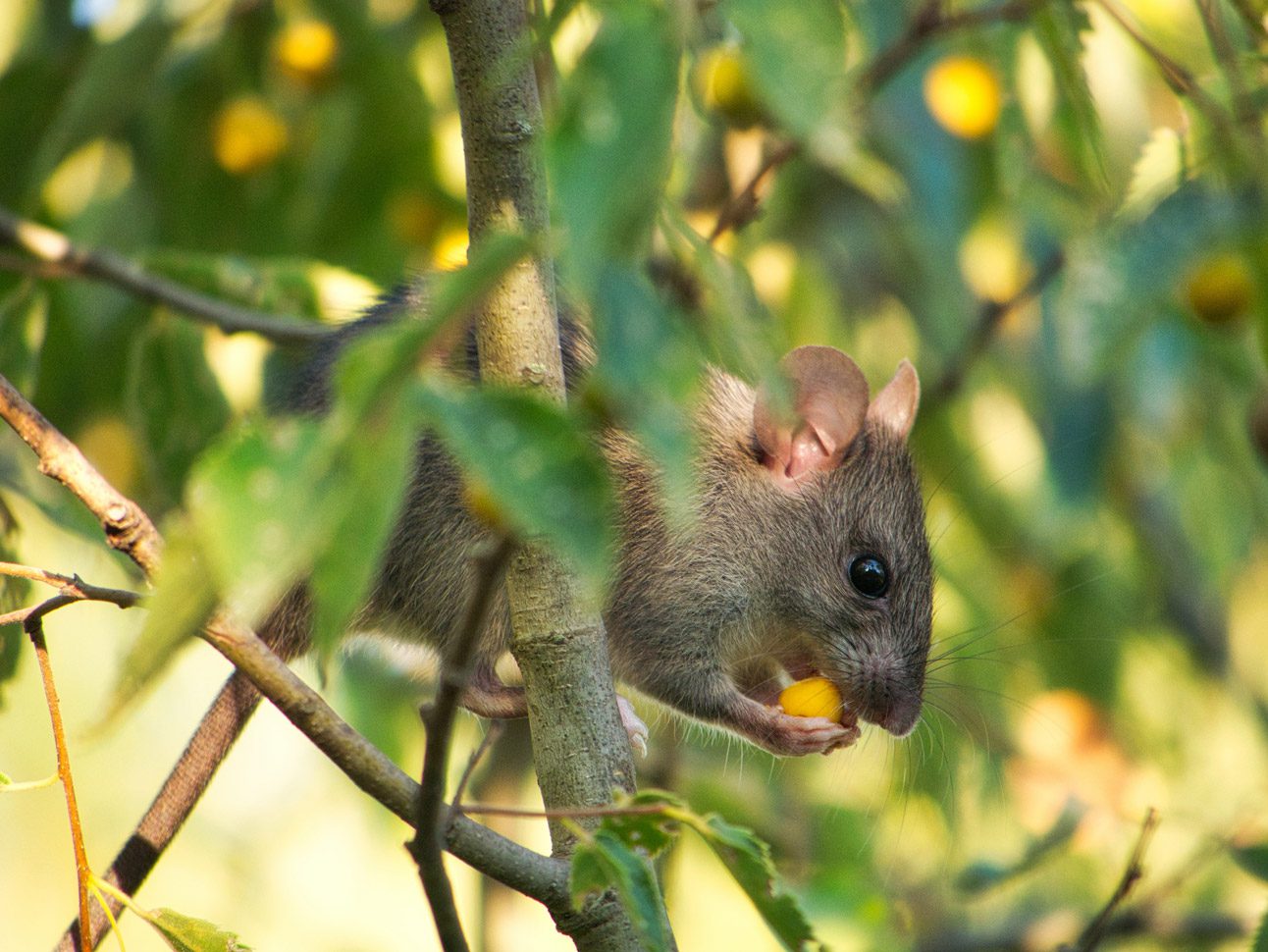 Mouse-in-a-tree