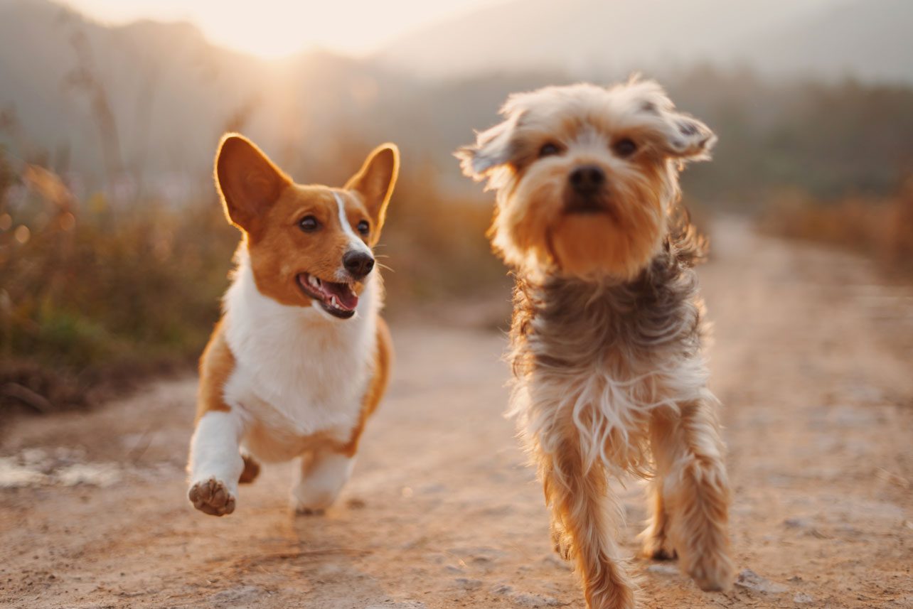 a corgi and yorkie running in a field