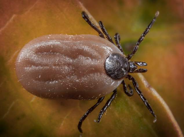 what happens when dog ticks bite humans