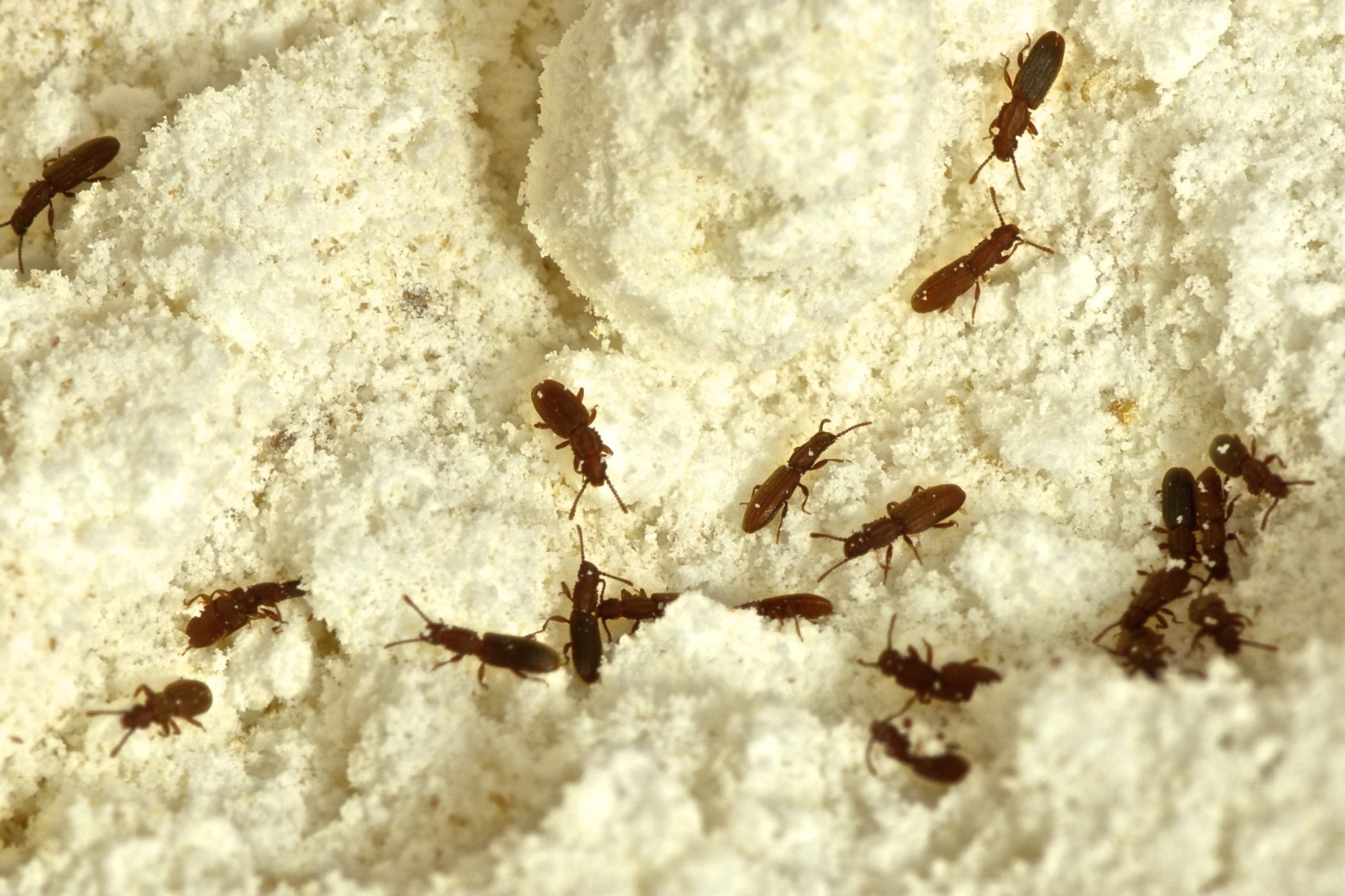 BUGS in the PANTRY?