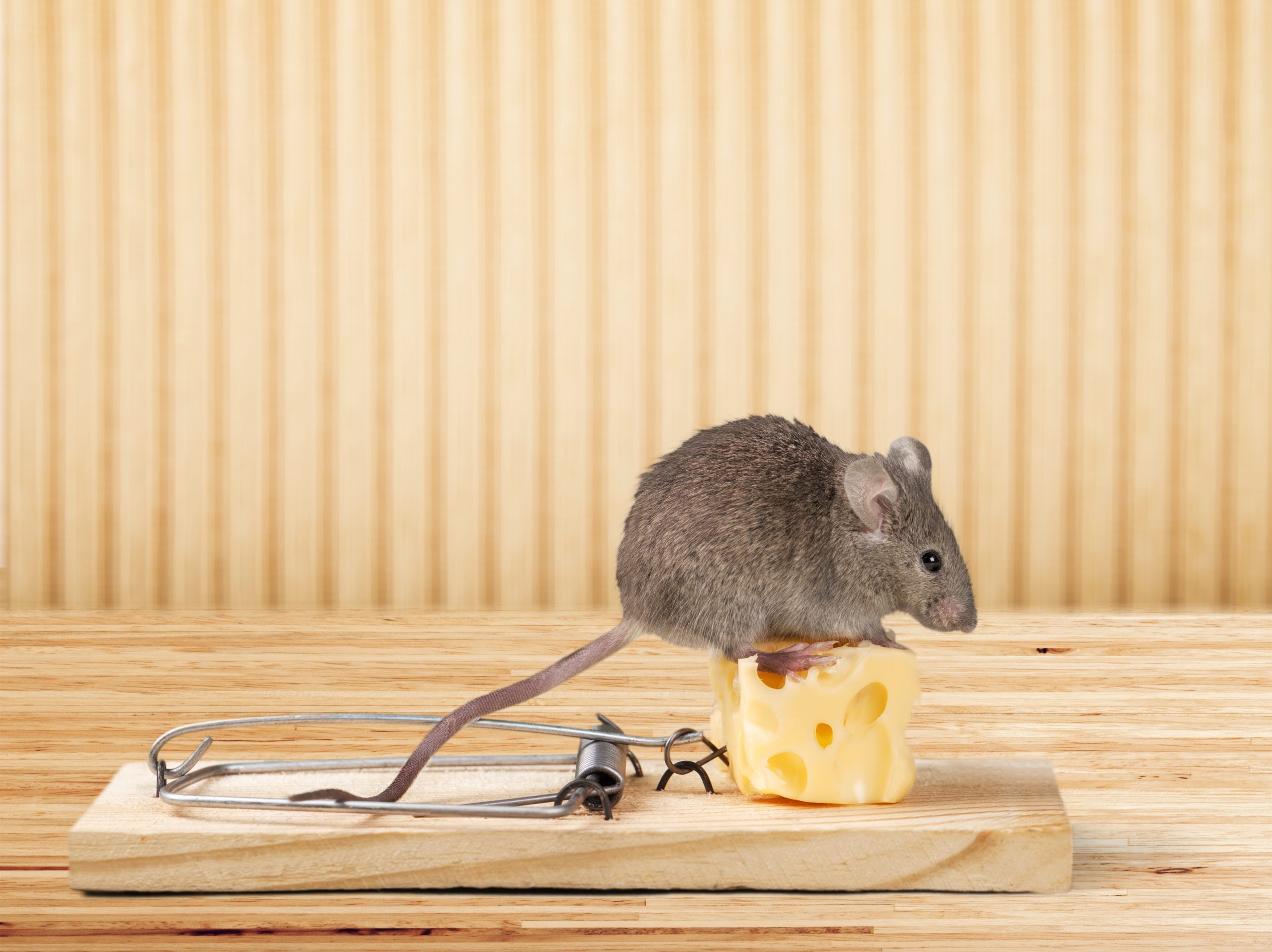 mouse standing on cheese in mouse trap