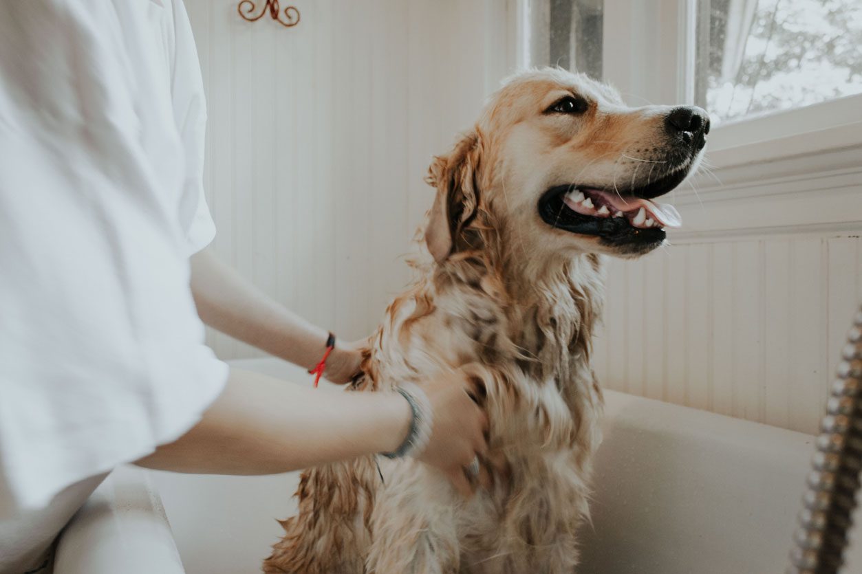 golden retriever getting a bath
