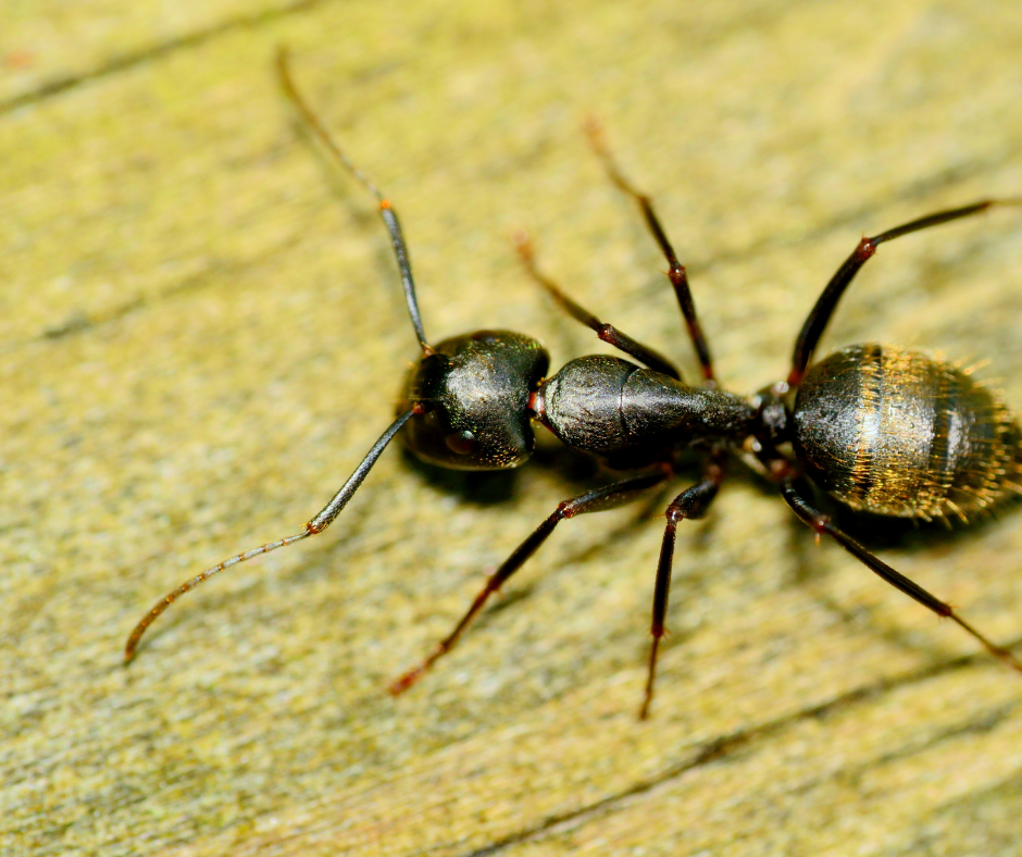 June 9 Carpenter Ants