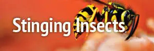 Stinging Insects